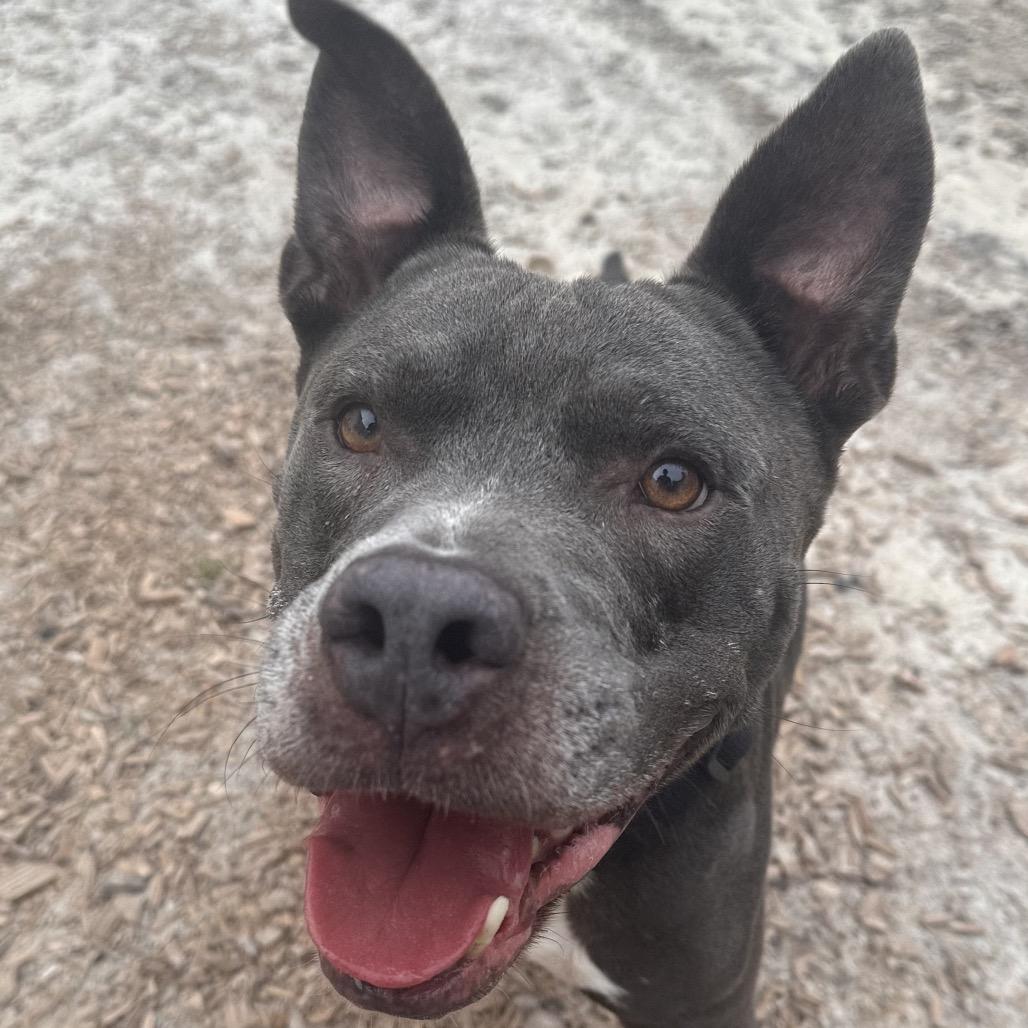 Bert, a Adoptable Mixed Breed in Jacksonville, FL image 3/5