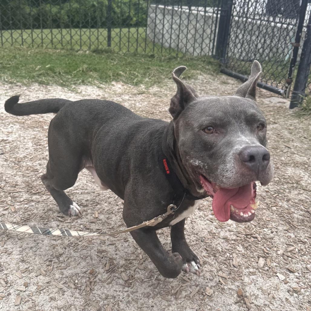 Bert, a Adoptable Mixed Breed in Jacksonville, FL image 4/5