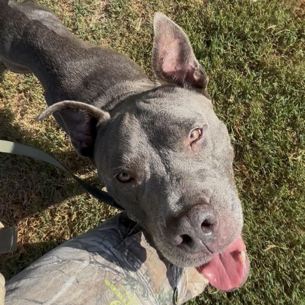 Bert, a Adoptable Mixed Breed in Jacksonville, FL image 5/5