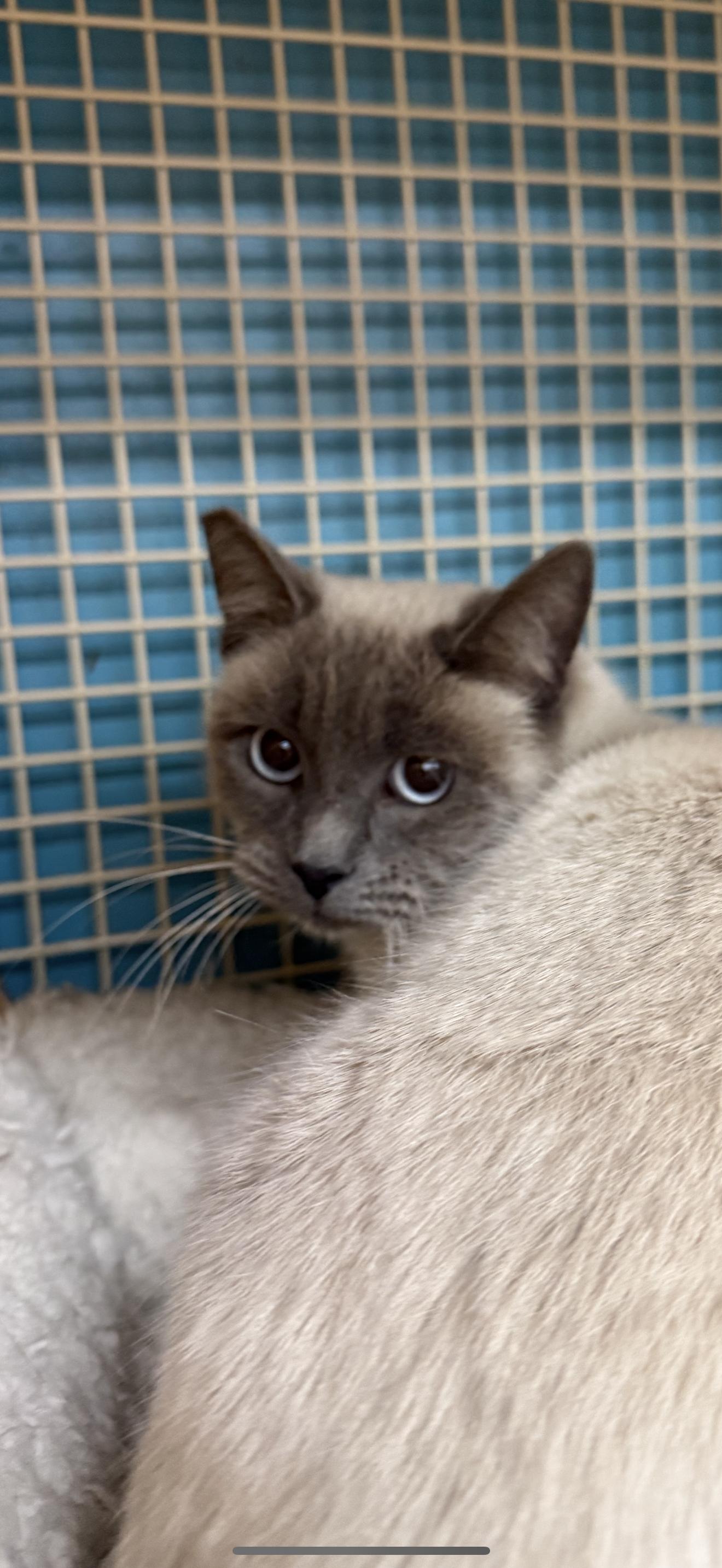 Enlarge Santa’s Best, a ADOPTABLE Siamese in Las Vegas, NV image 1/1