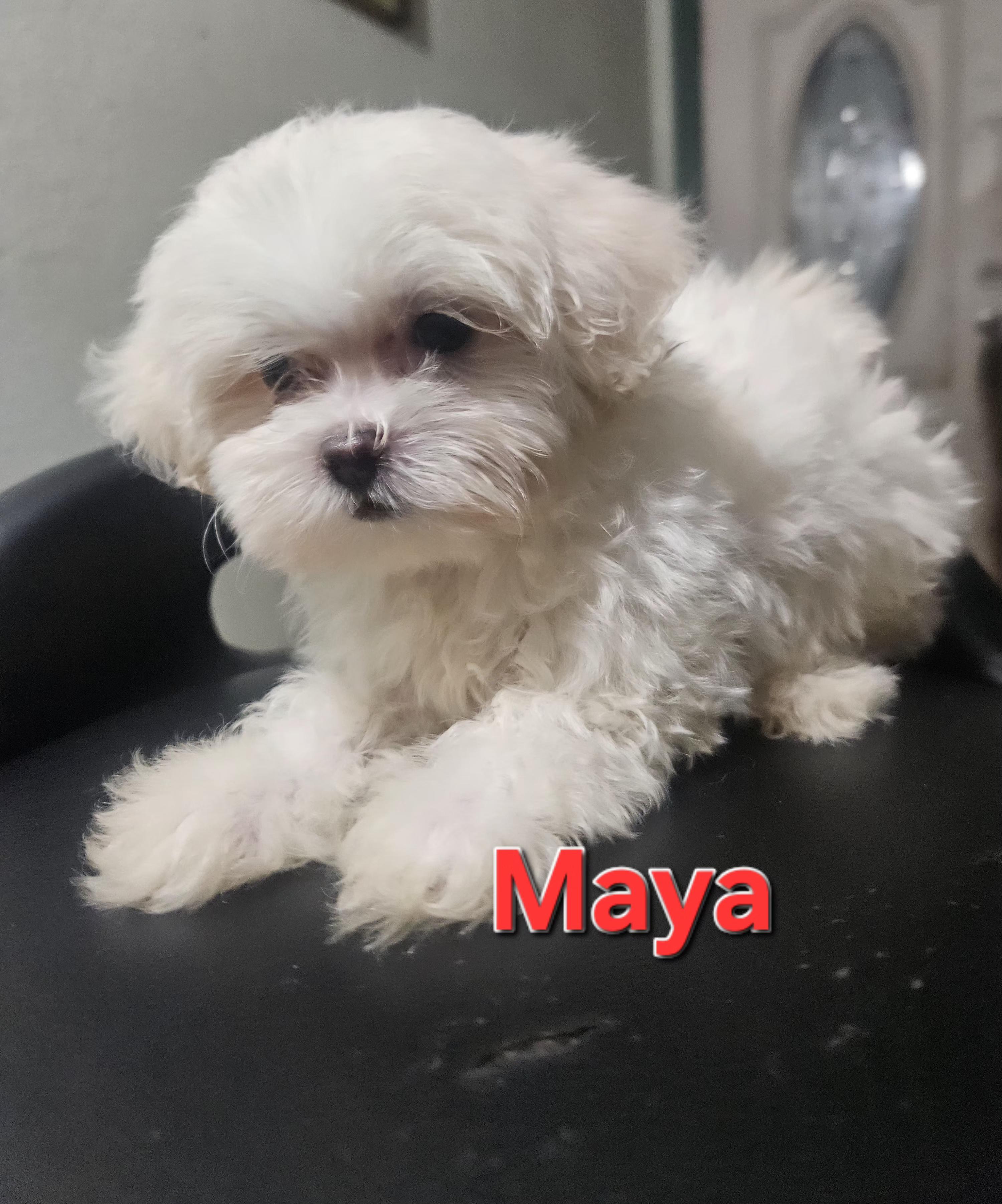 Enlarge Maya, a Adopted mixed breed in Los Angeles, CA image 1/5