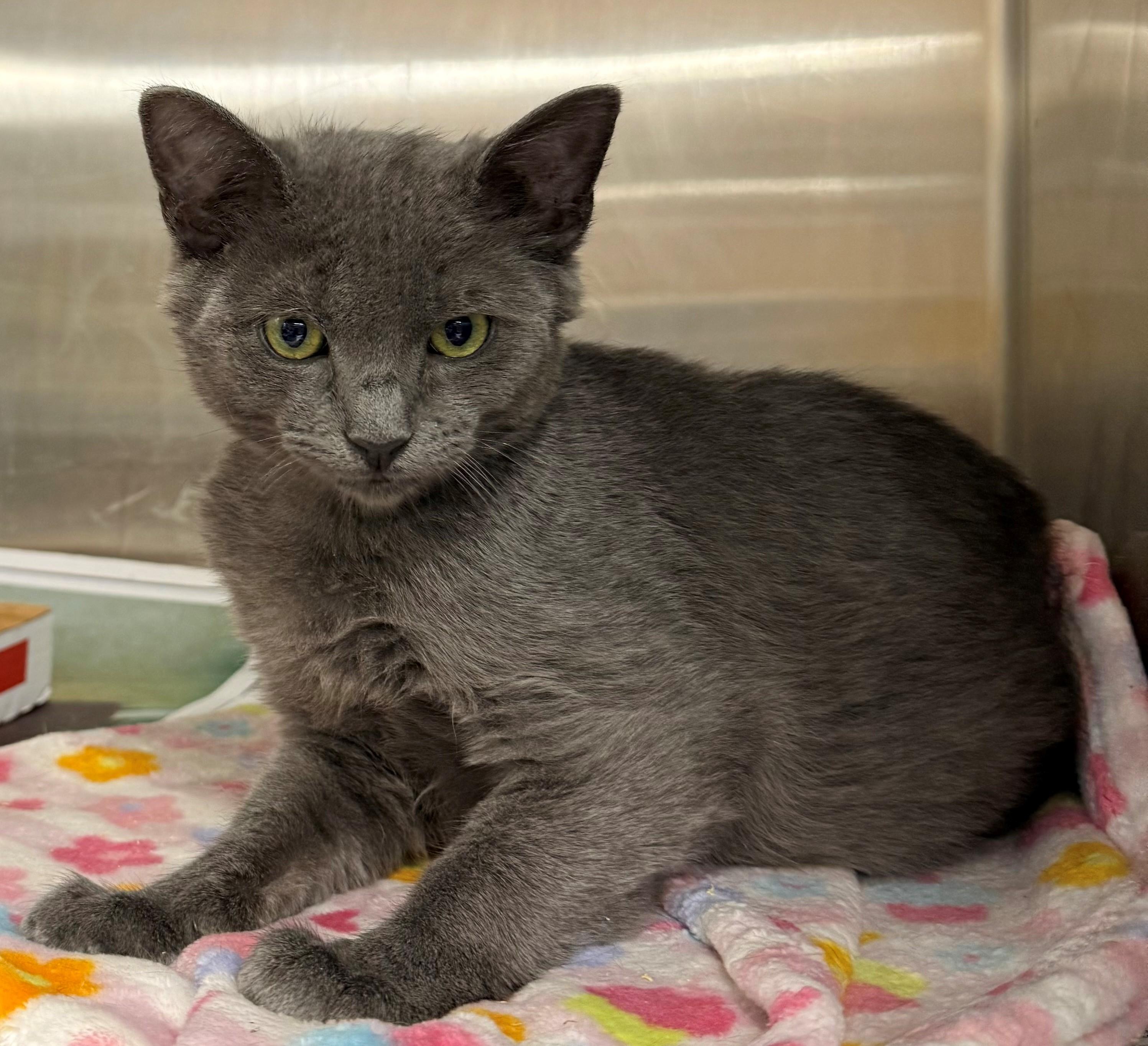 Midkip, adopted, Kitten Male Domestic Short Hair.