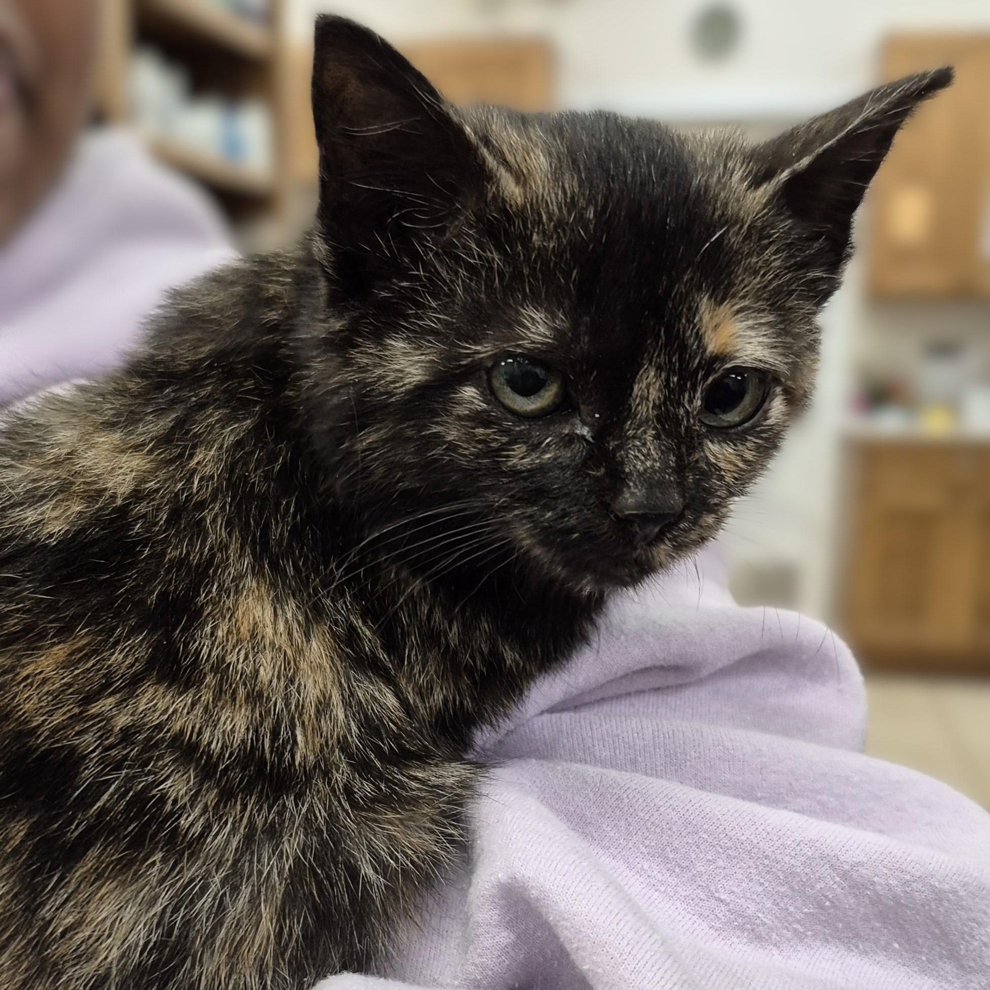 KITTEN: Dreidel Noel, a ADOPTABLE Domestic Short Hair in Alpharetta, GA image 1/6