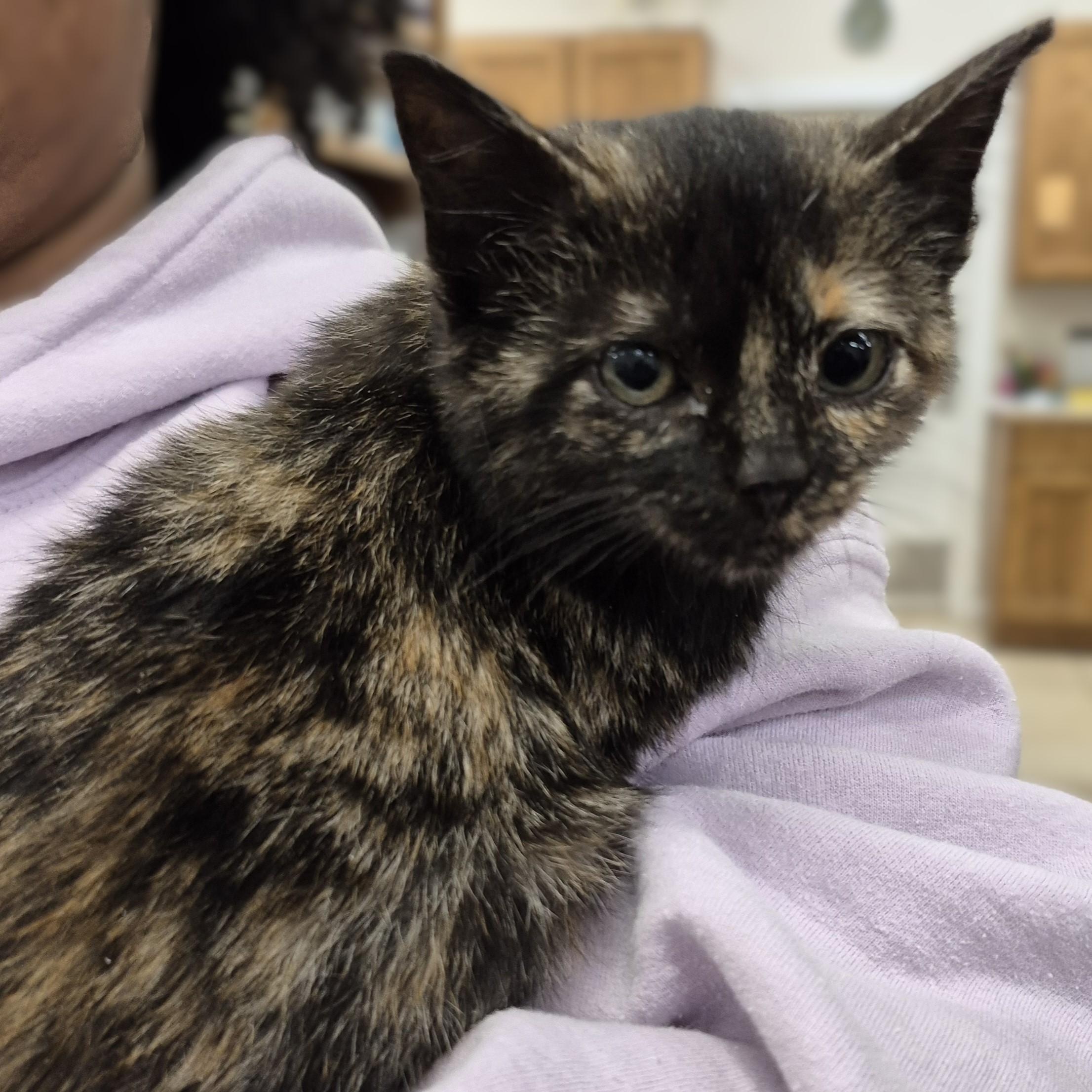 KITTEN: Dreidel Noel, a ADOPTABLE Domestic Short Hair in Alpharetta, GA image 2/6