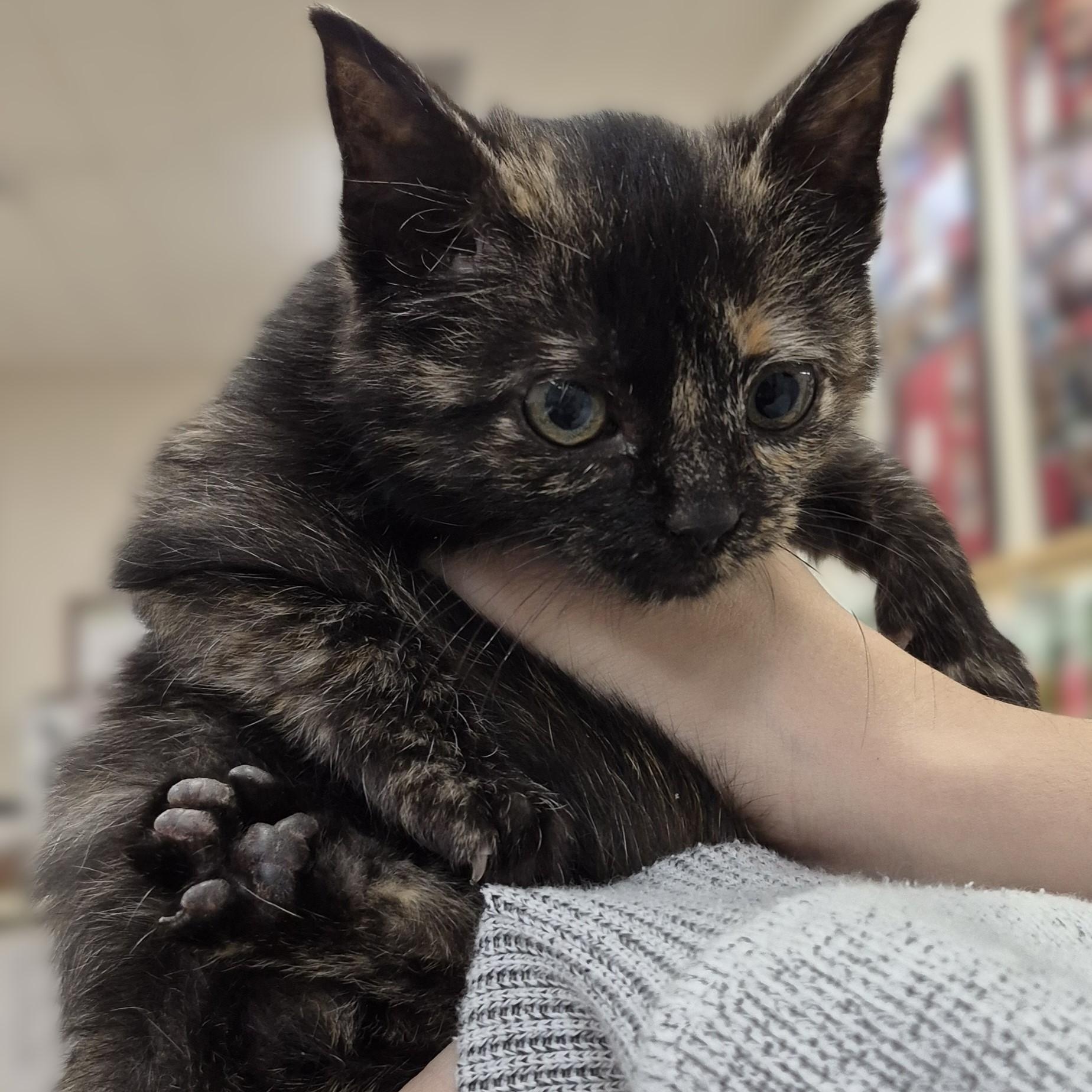 KITTEN: Dreidel Noel, a ADOPTABLE Domestic Short Hair in Alpharetta, GA image 3/6