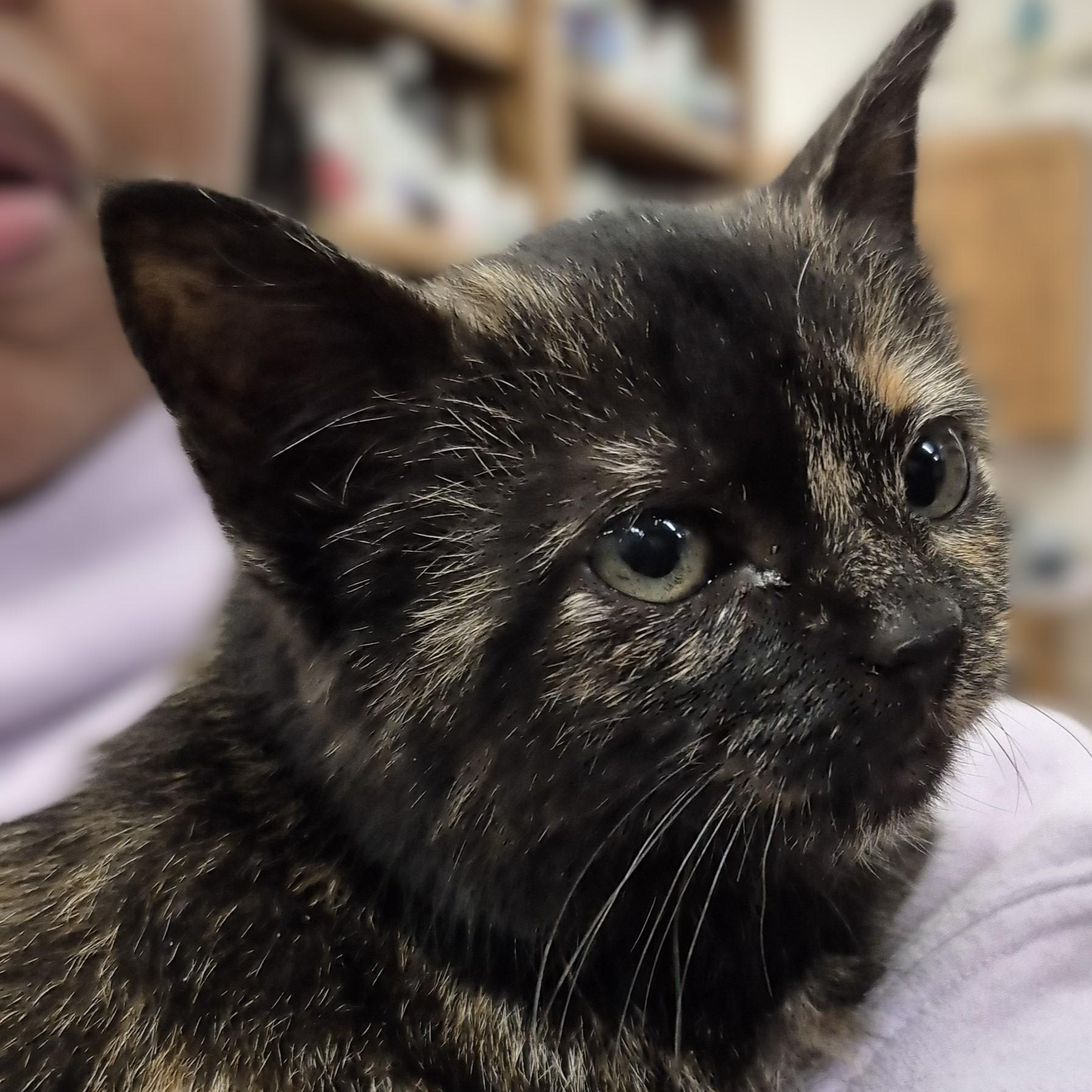 KITTEN: Dreidel Noel, a ADOPTABLE Domestic Short Hair in Alpharetta, GA image 4/6