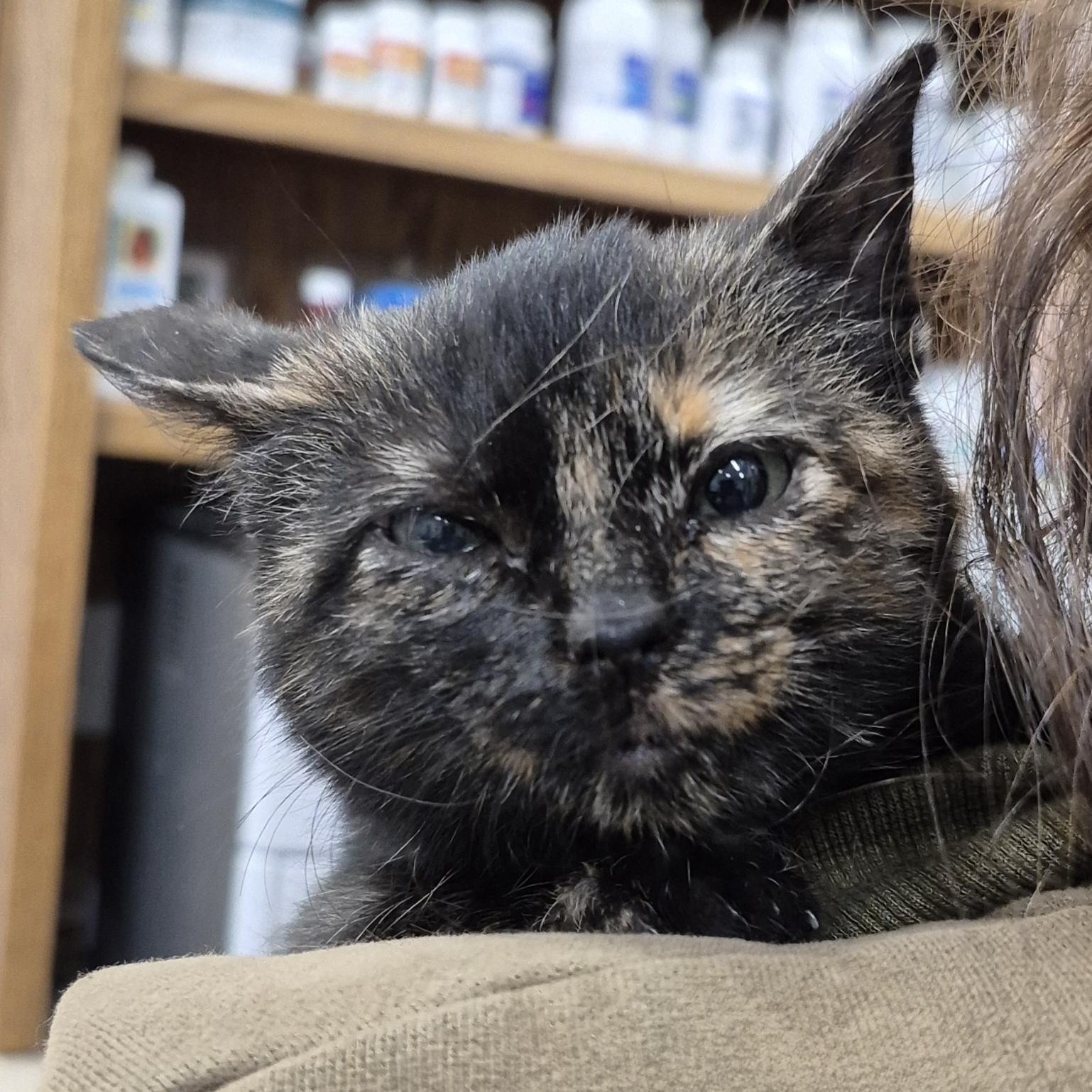 KITTEN: Dreidel Noel, a ADOPTABLE Domestic Short Hair in Alpharetta, GA image 5/6