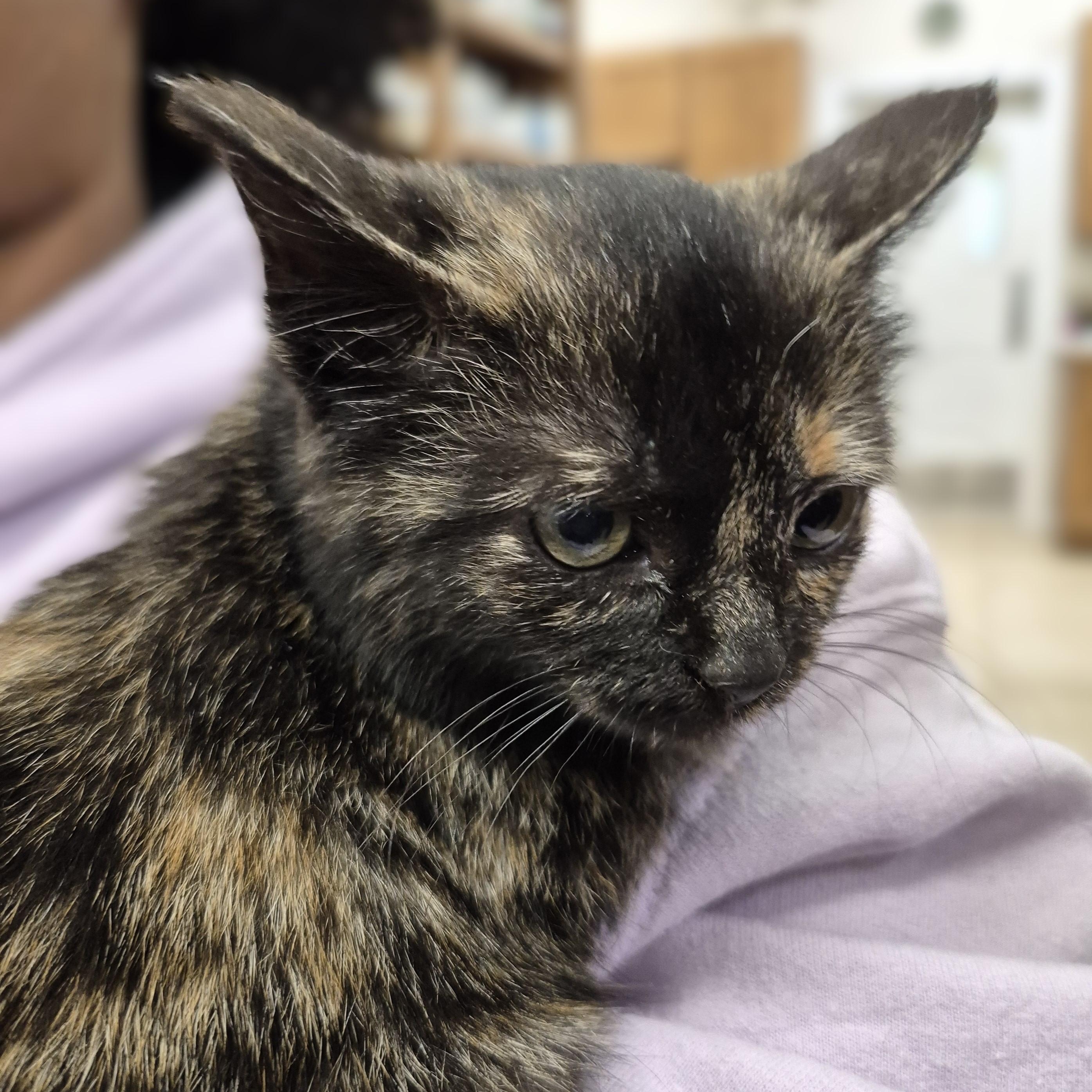 KITTEN: Dreidel Noel, a ADOPTABLE Domestic Short Hair in Alpharetta, GA image 6/6