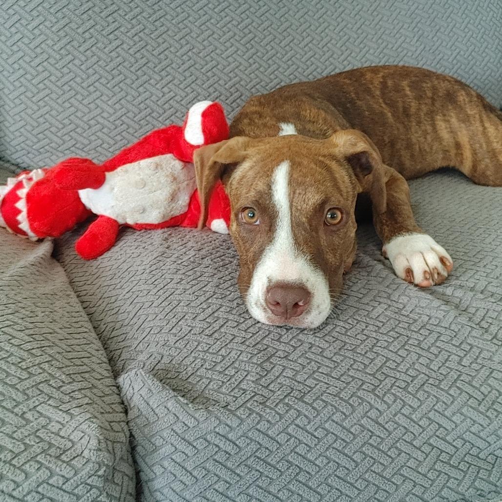 Kiki, Adoptable, Puppy Female Labrador Retriever & Cattle Dog.