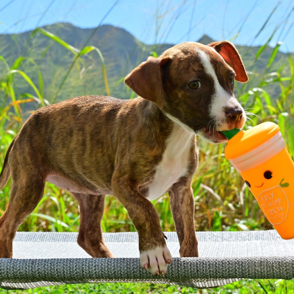 Kiki, Adoptable, Puppy Female Pit Bull Terrier & American Staffordshire Terrier.