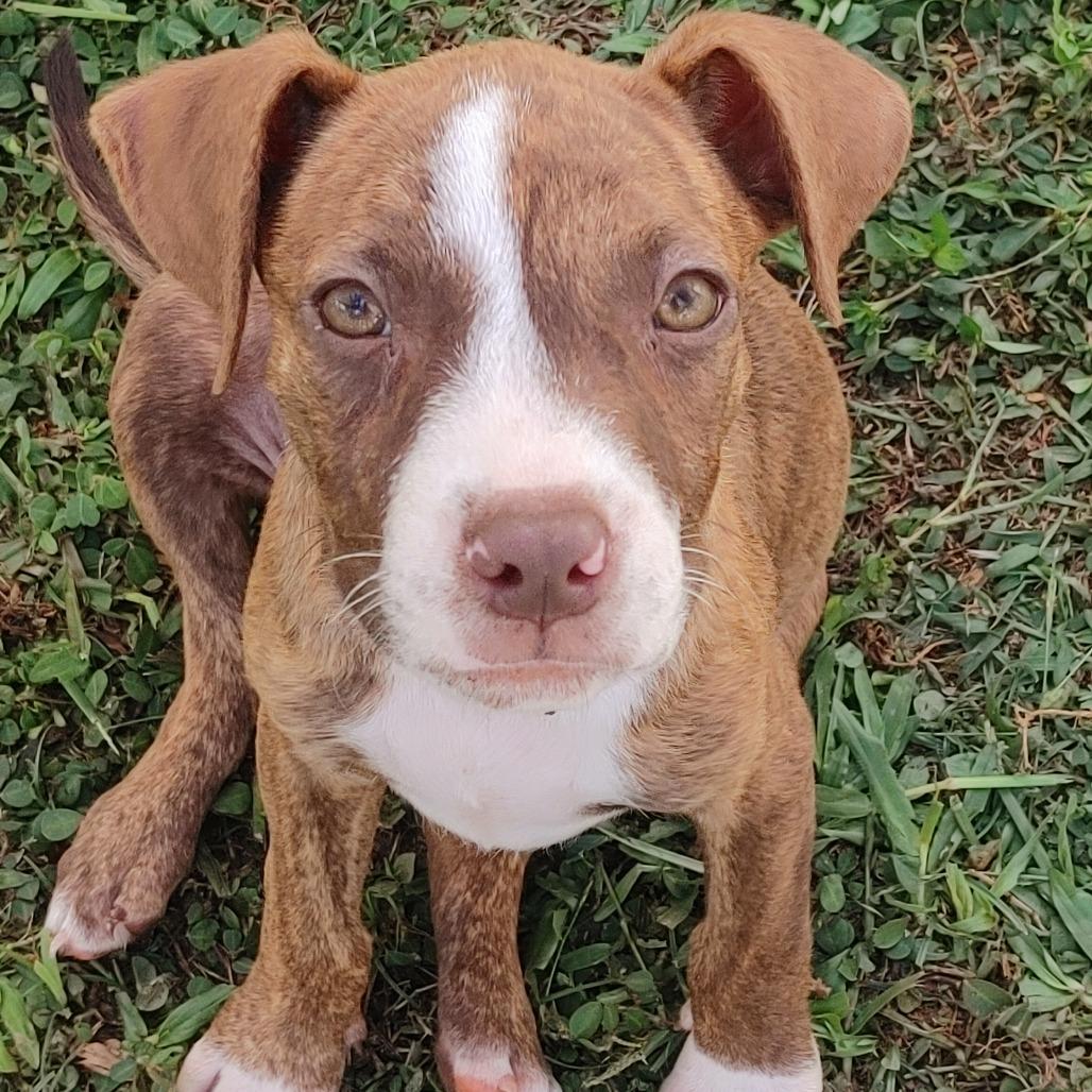 Enlarge Kiki, a Adoptable mixed breed in Kilauea, HI image 2/4