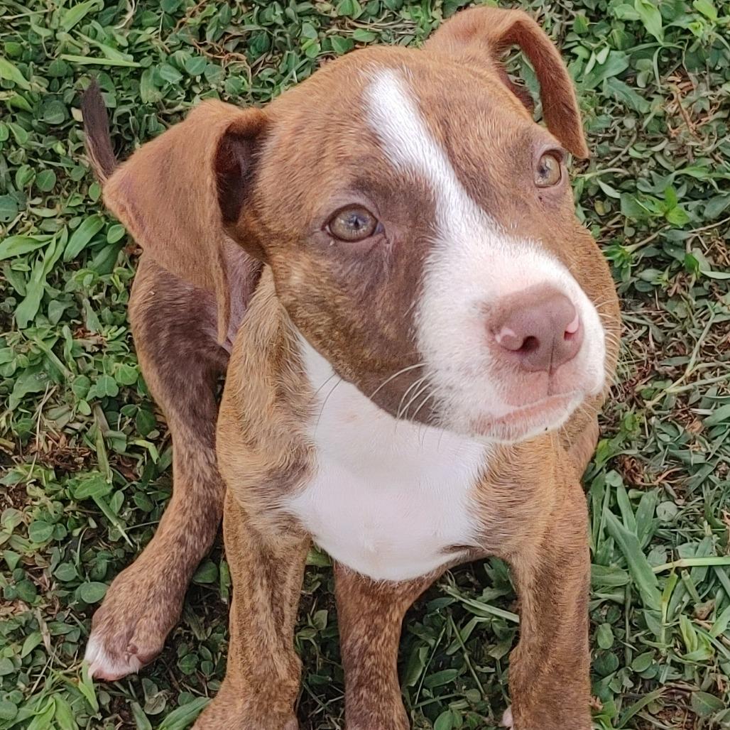 Enlarge Kiki, a Adoptable mixed breed in Kilauea, HI image 3/4