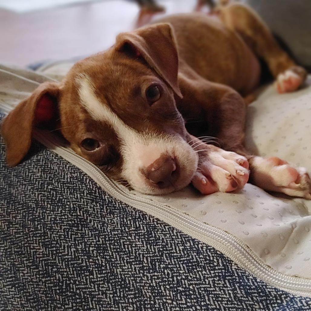 Enlarge Kiki, a Adoptable mixed breed in Kilauea, HI image 4/4