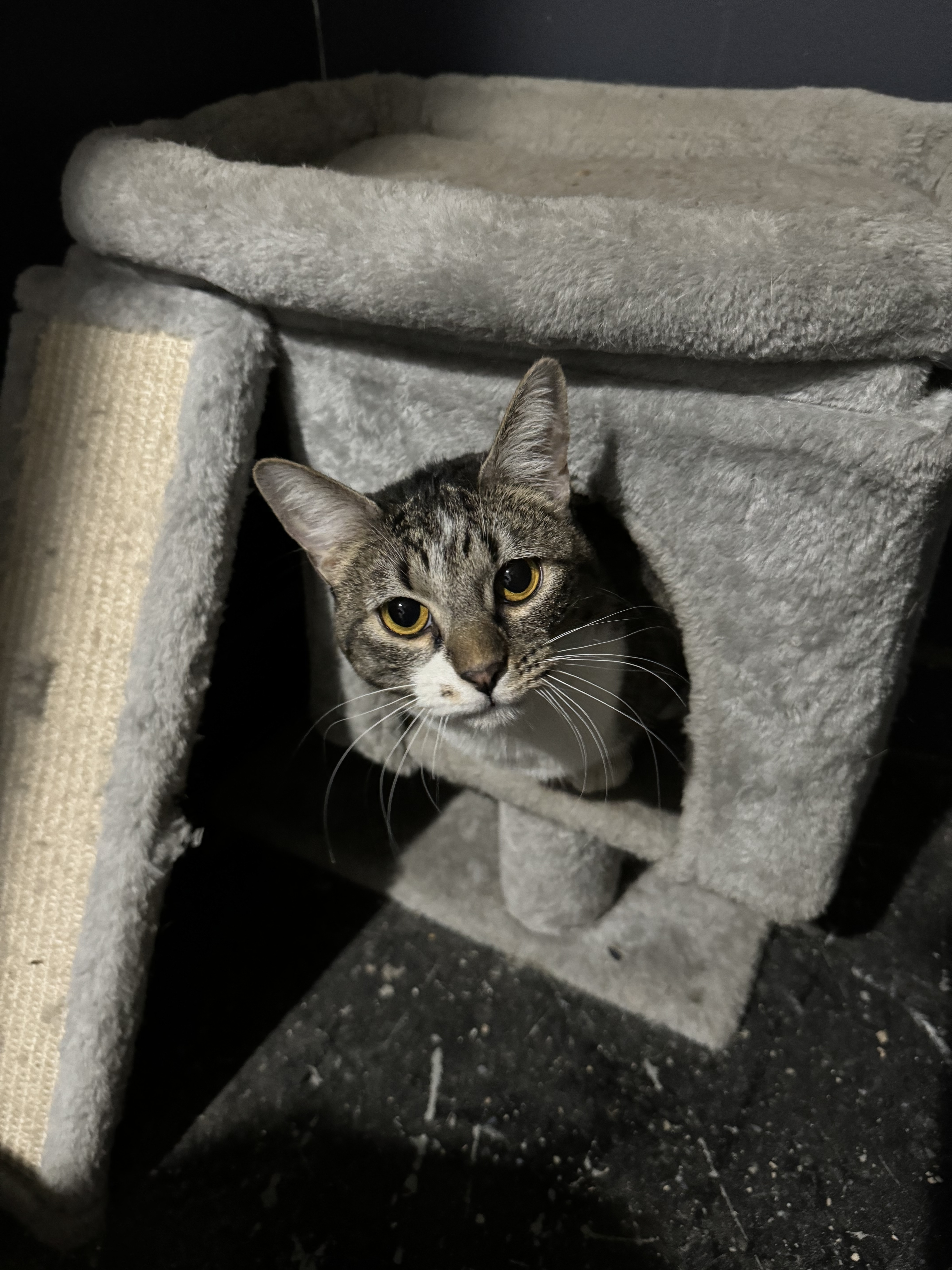 Hazel, Adopted, Adult Female Domestic Short Hair.