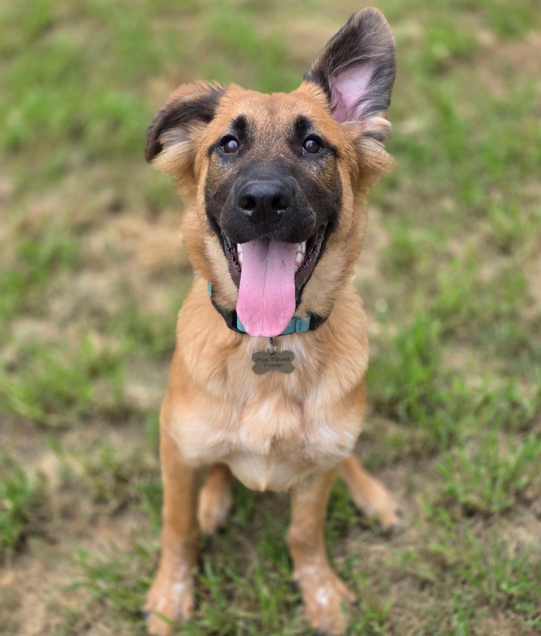 Buster, Adoptable, Puppy Male Shepherd.