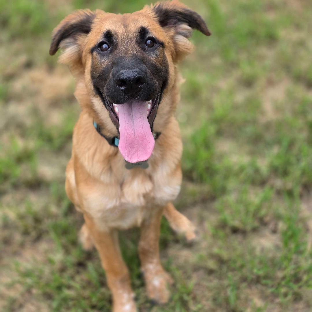 Buster, a Adoptable mixed breed in Houston, TX image 4/6