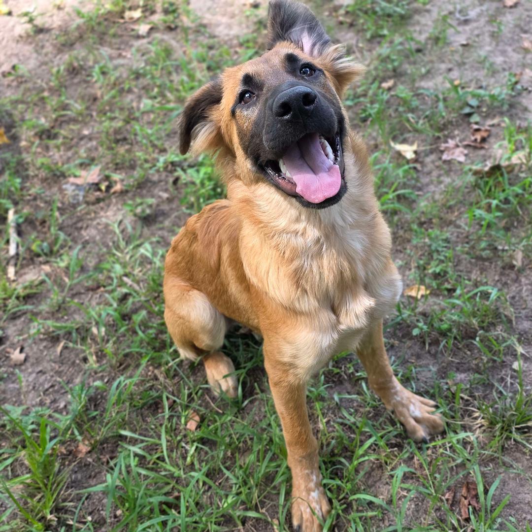 Buster, a Adoptable mixed breed in Houston, TX image 3/6