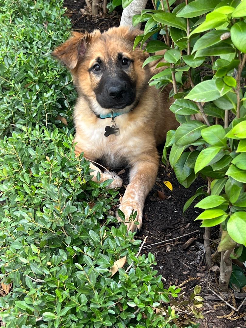 Buster, a Adoptable mixed breed in Houston, TX image 5/6