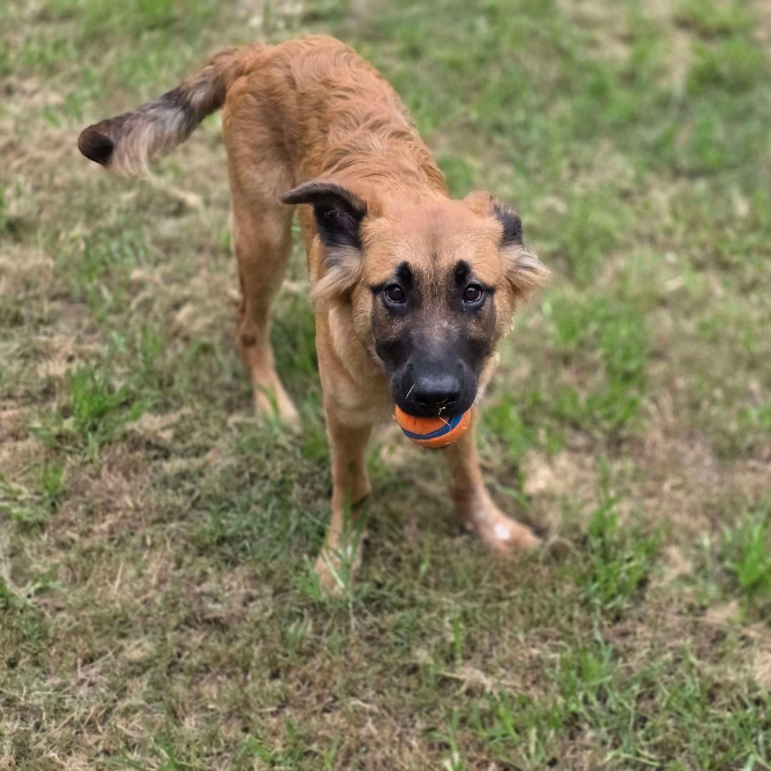 Buster, a Adoptable mixed breed in Houston, TX image 2/6