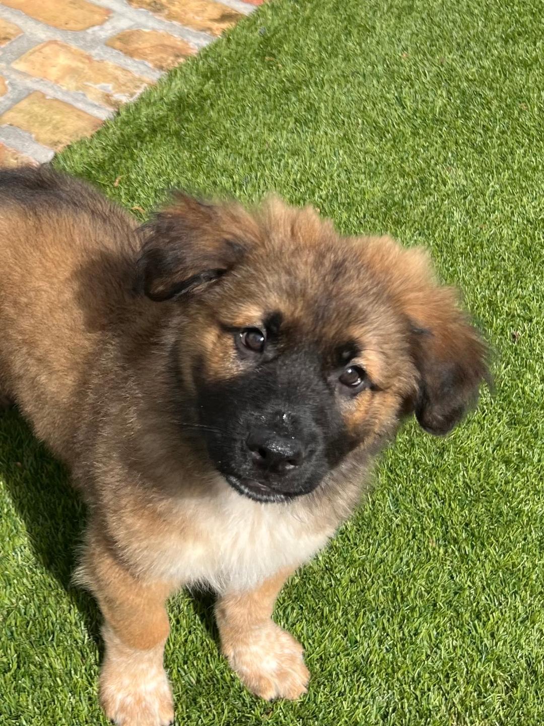 Buster, a Adoptable mixed breed in Houston, TX image 6/6