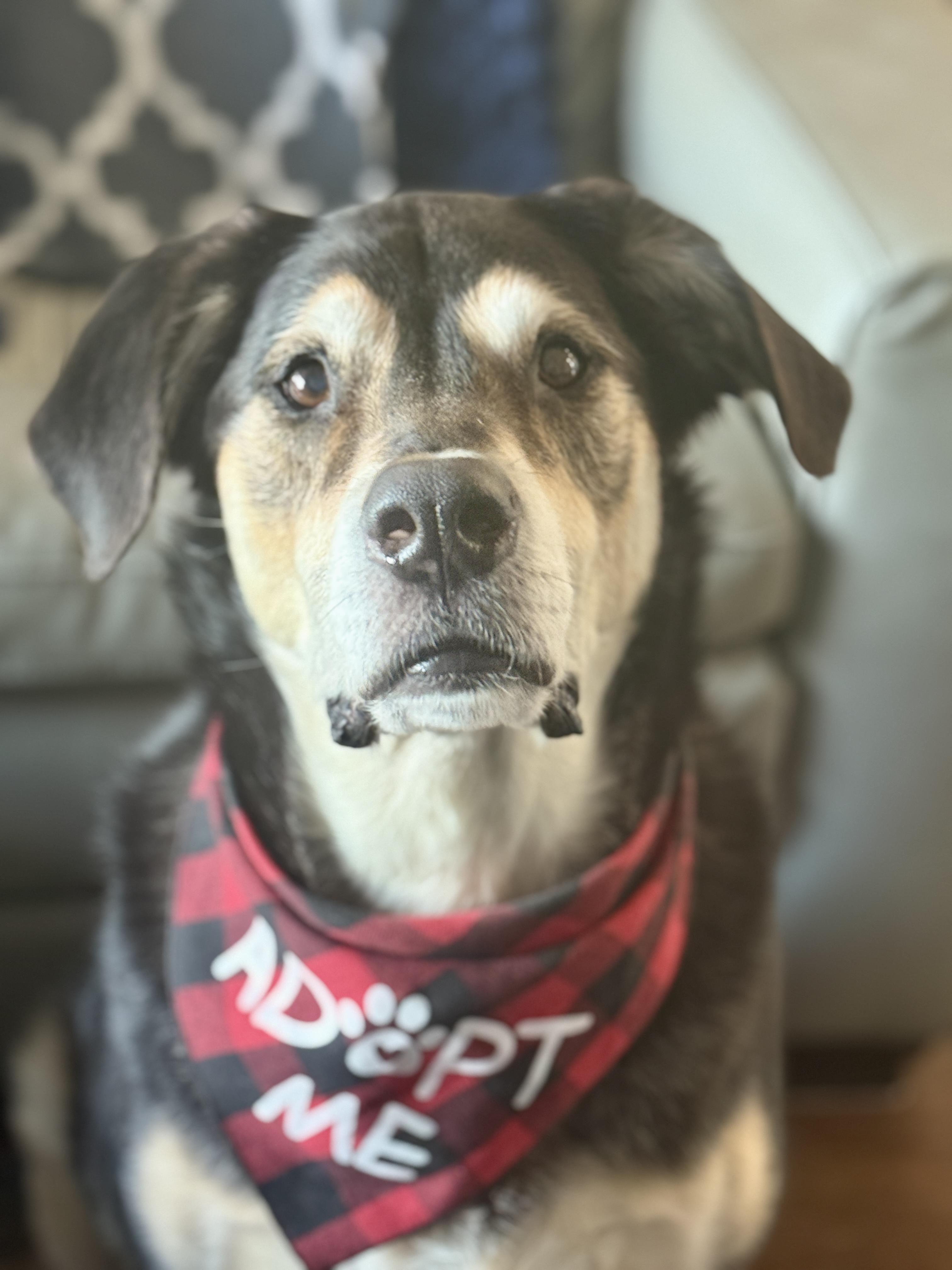 Preston, adopted, Adult Male Mixed Breed.