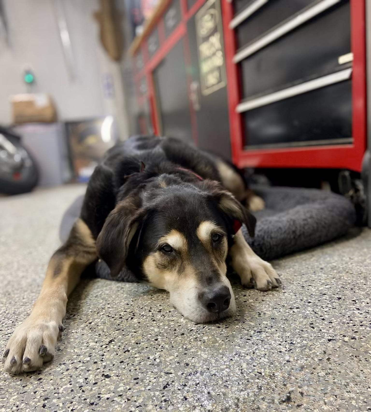 Preston, an adopted mixed breed in Saratoga Springs, NY image 5/5