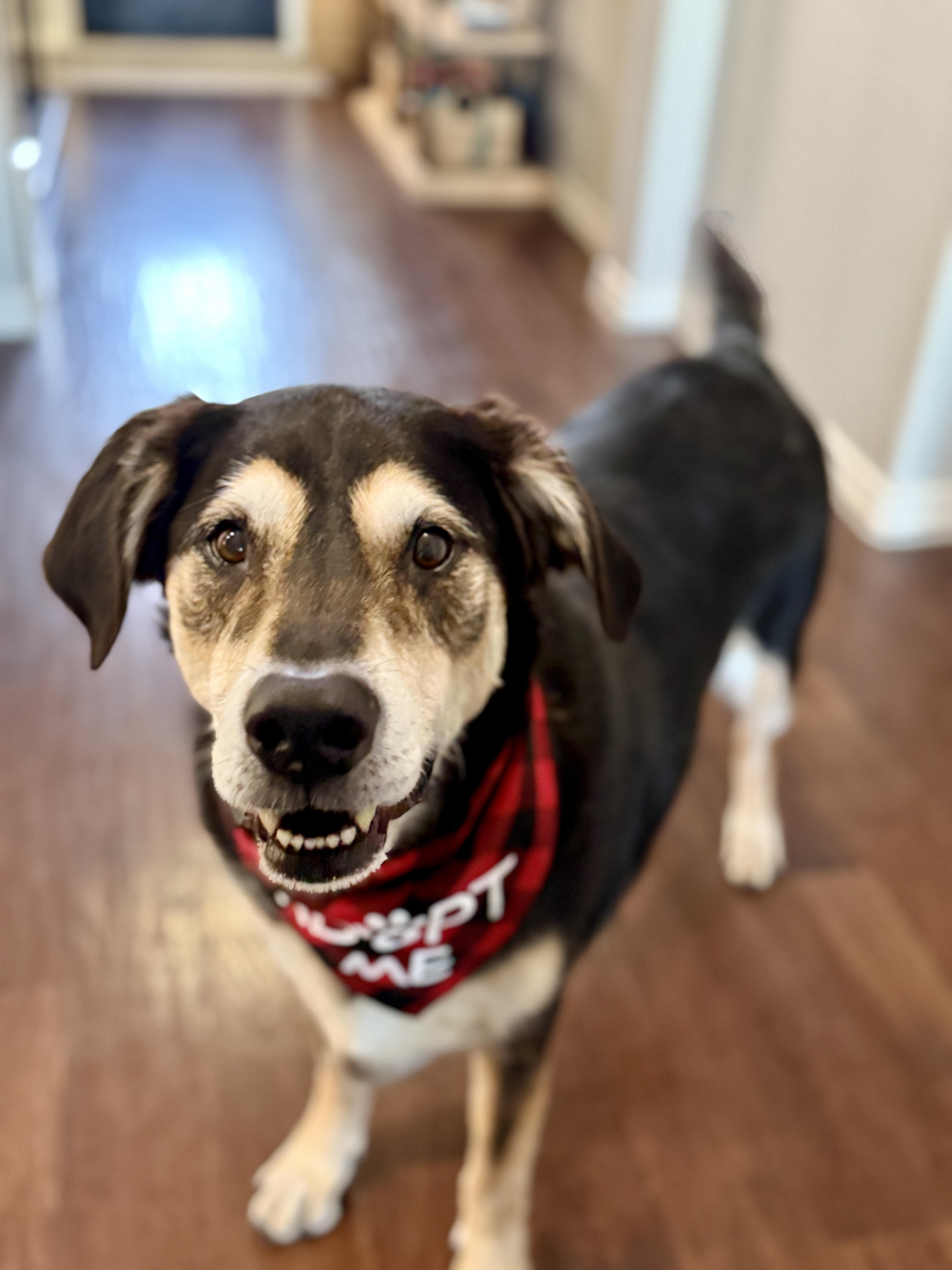 Preston, an adopted mixed breed in Saratoga Springs, NY image 3/5