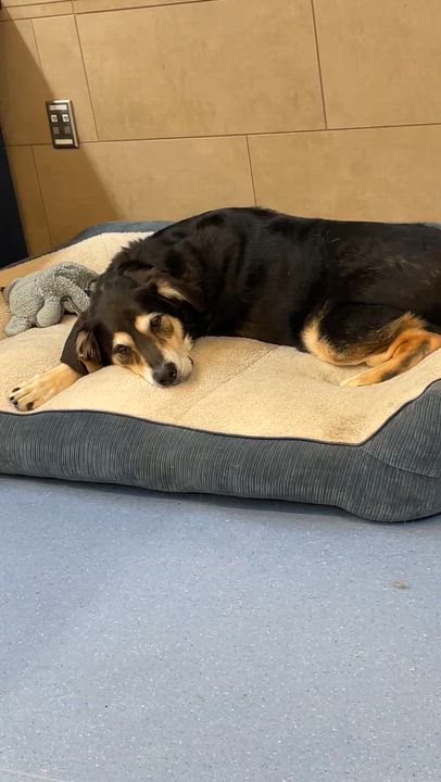 Enlarge Preston, an adopted mixed breed in Saratoga Springs, NY video 4/5