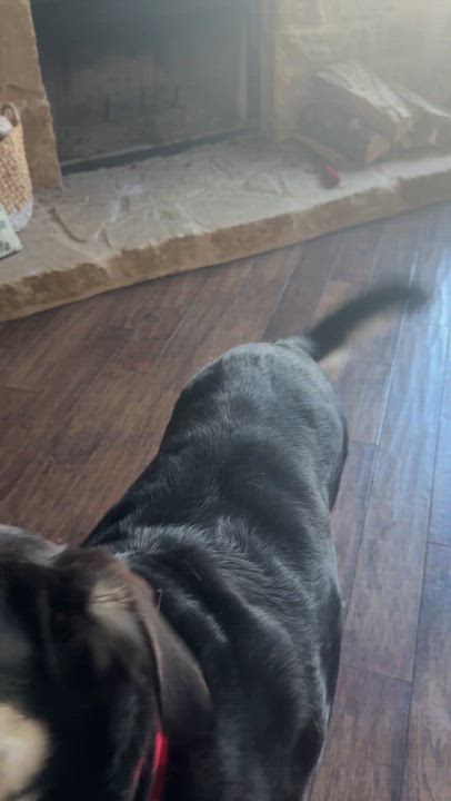 Enlarge Preston, an adopted mixed breed in Saratoga Springs, NY video 2/5