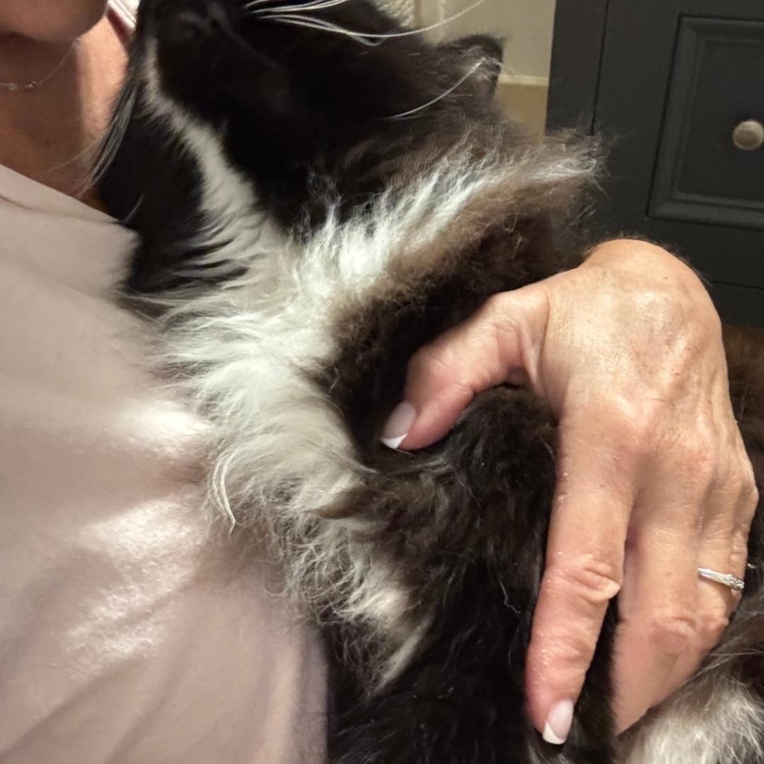 Enlarge Beach Bum, an adoption pending Tuxedo in Staten Island, NY image 3/5