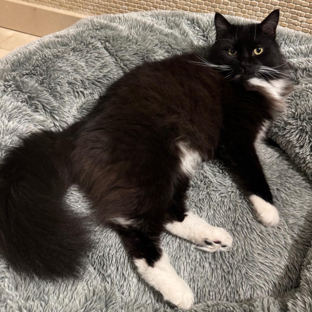 Enlarge Beach Bum, an adoption pending Tuxedo in Staten Island, NY image 2/5