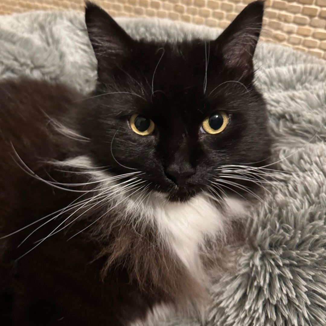 Enlarge Beach Bum, an adoption pending Tuxedo in Staten Island, NY image 4/5