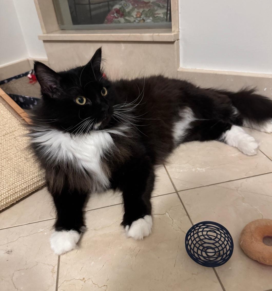 Enlarge Beach Bum, an adoption pending Tuxedo in Staten Island, NY image 1/5