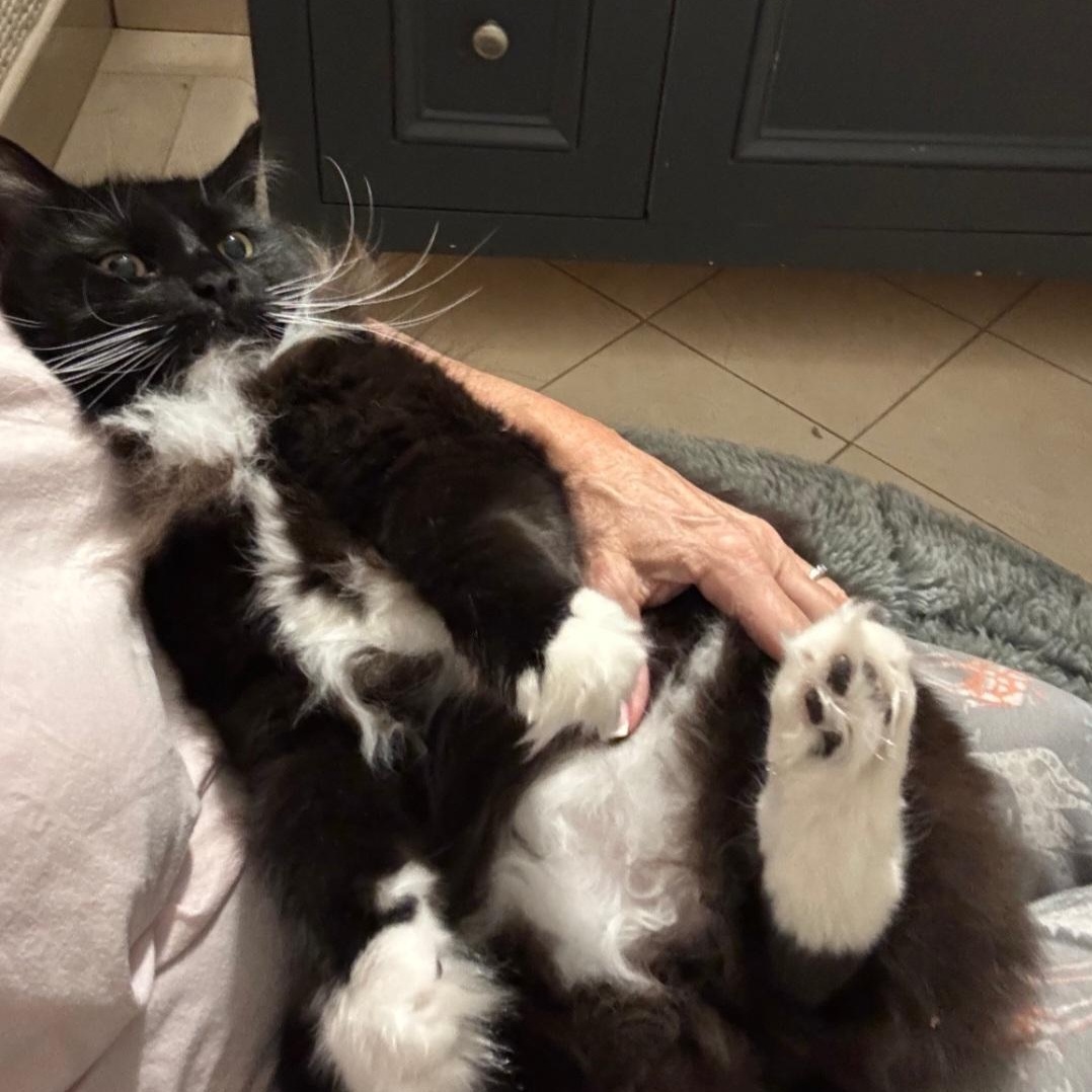 Enlarge Beach Bum, an adoption pending Tuxedo in Staten Island, NY image 5/5