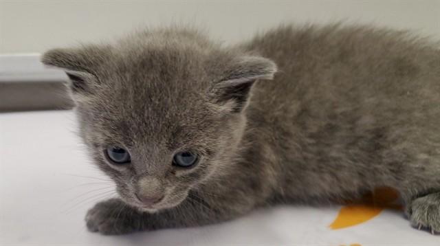 Enlarge DELBARESTIVALE, a Adoptable Domestic Short Hair in Aurora, IL image 1/1