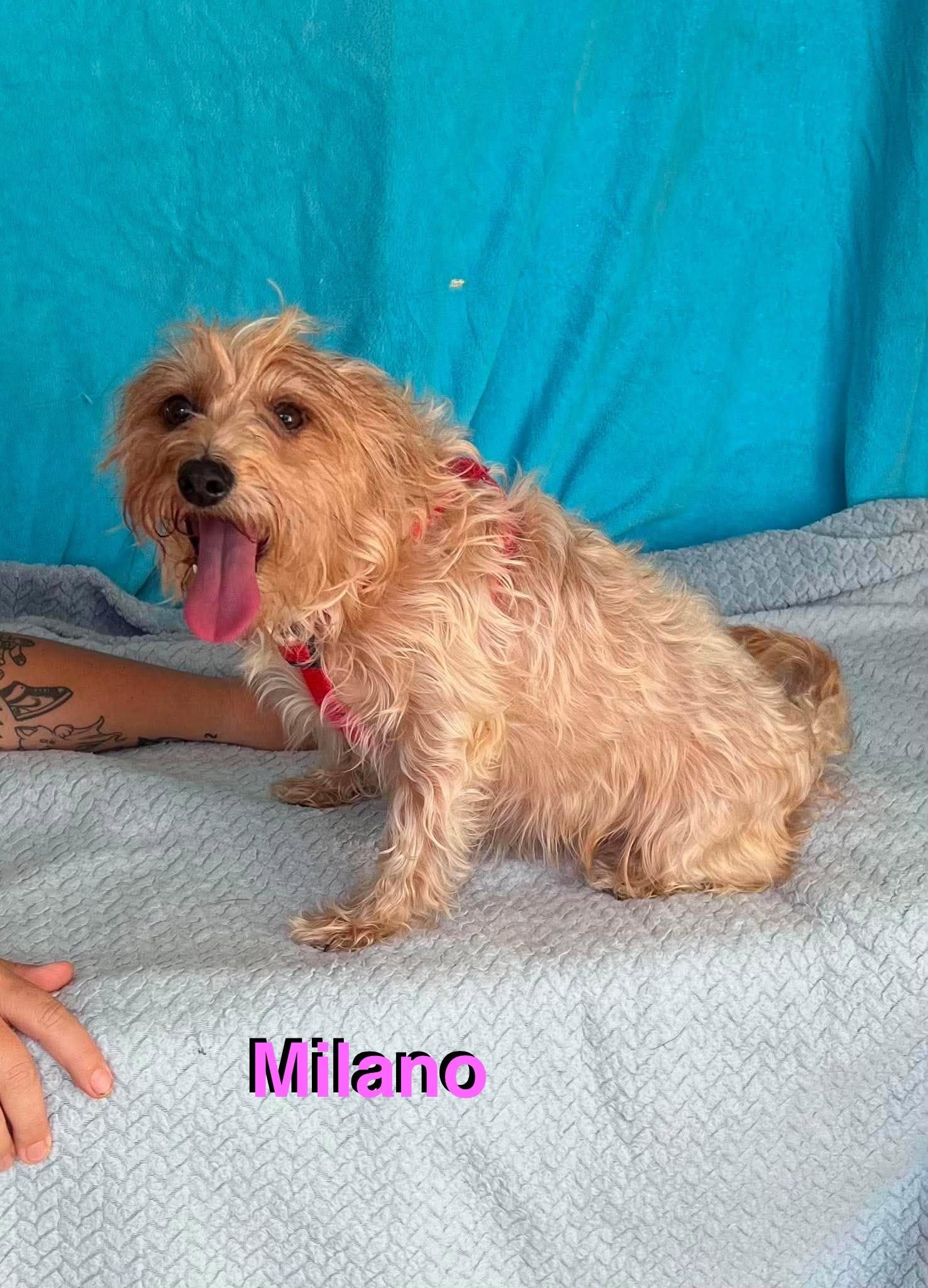 Enlarge Milano, a Adopted mixed breed in New Baltimore, MI image 2/3