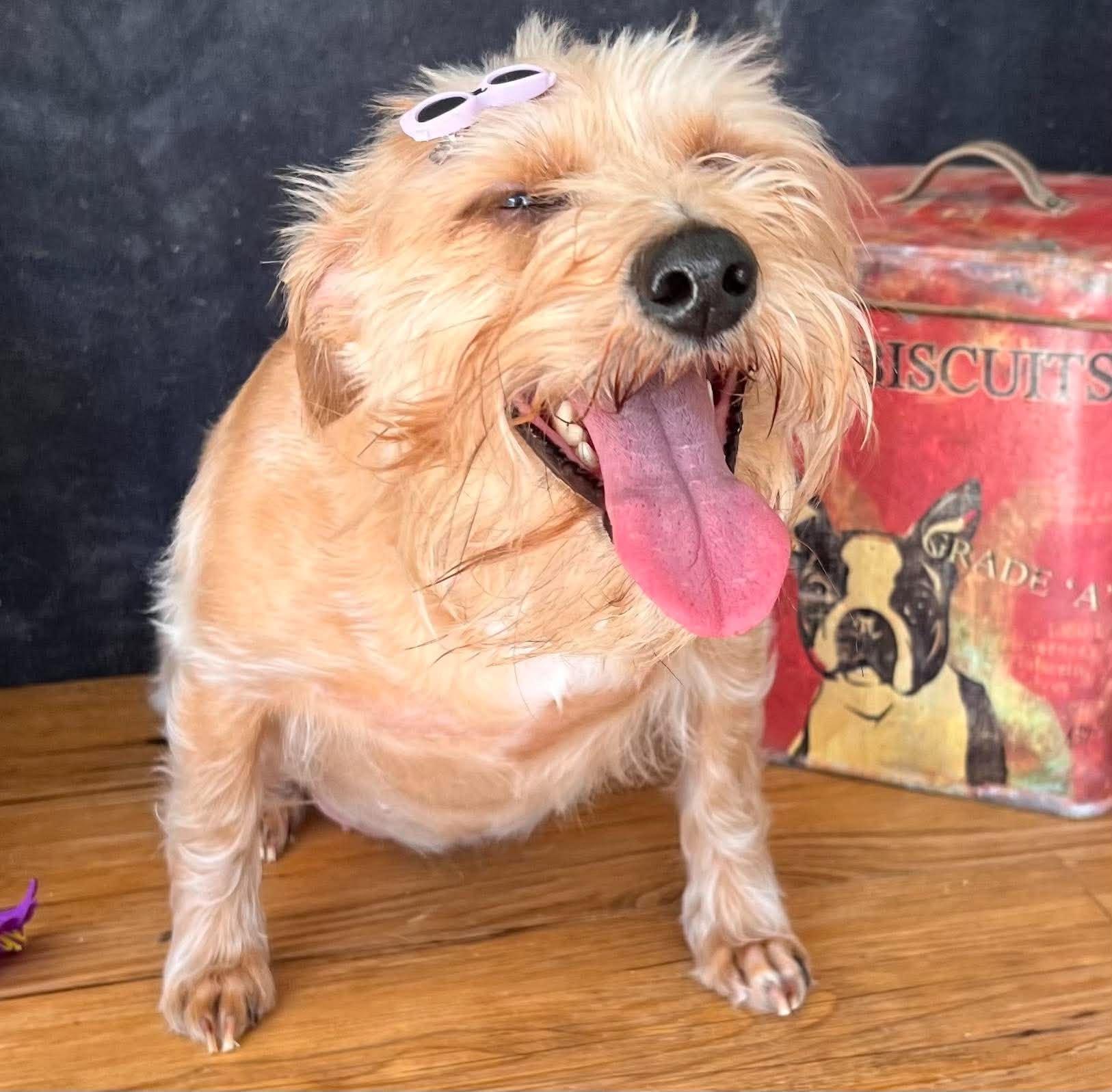Enlarge Milano, a Adopted mixed breed in New Baltimore, MI image 3/3