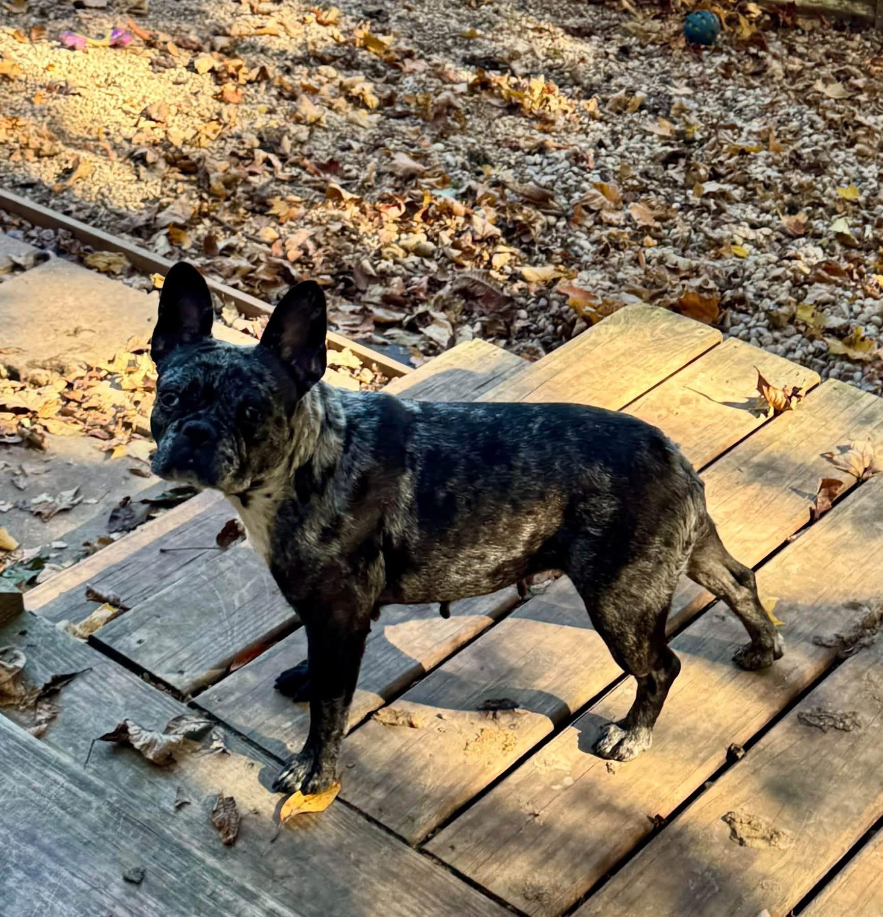 Stocking, Adopted, Adult Female French Bulldog.