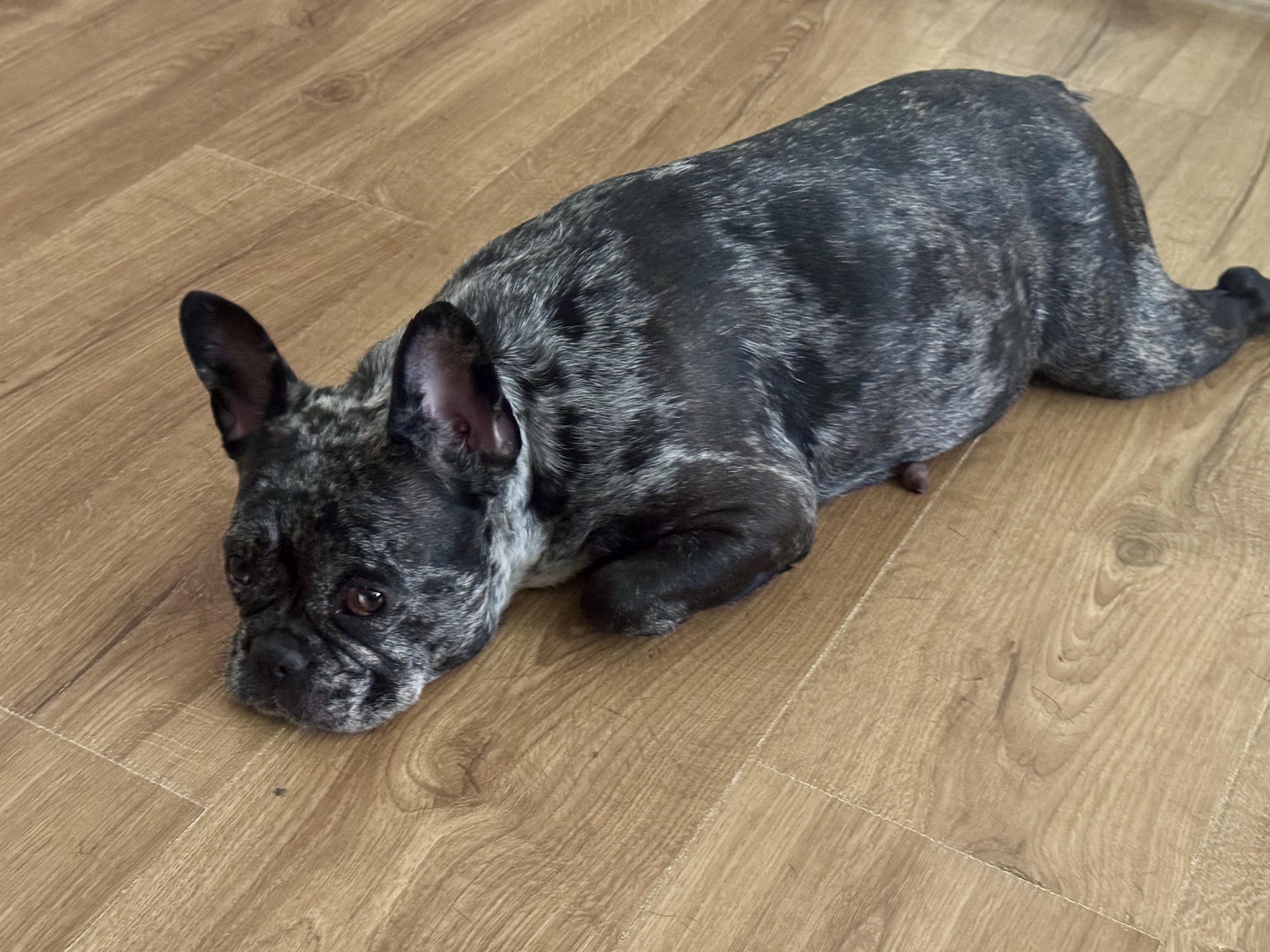 Enlarge Stocking, a Adopted French Bulldog in North Freedom, WI image 3/3