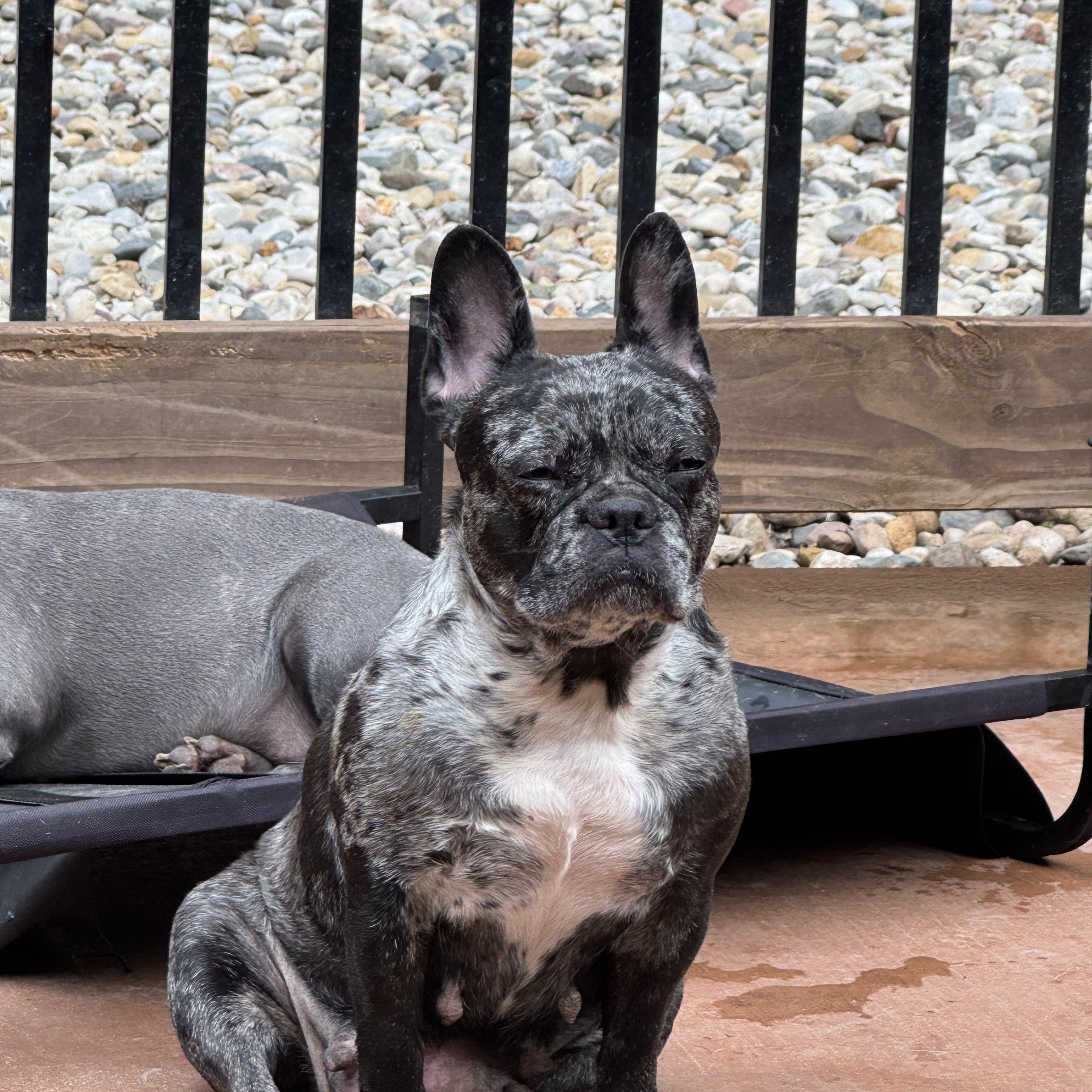 Enlarge Stocking, a Adopted French Bulldog in North Freedom, WI image 2/3