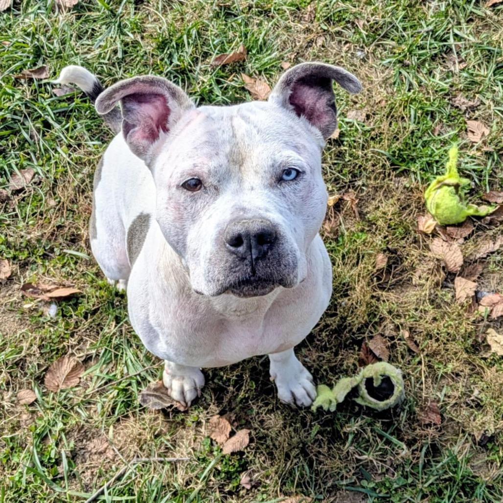 Enlarge Miss Molly, a Adoptable Mixed Breed in Jeffersonville, IN image 1/3