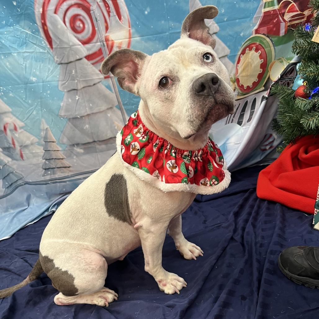 Miss Molly, Adoptable, Adult Female Mixed Breed.