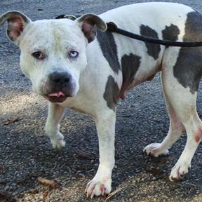 Enlarge Miss Molly, a Adoptable Mixed Breed in Jeffersonville, IN image 2/3