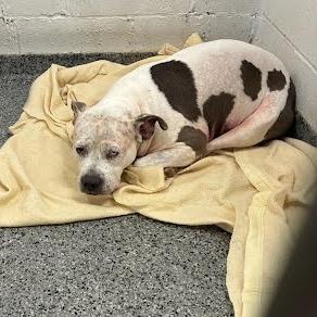 Enlarge Miss Molly, a Adoptable Mixed Breed in Jeffersonville, IN image 3/3