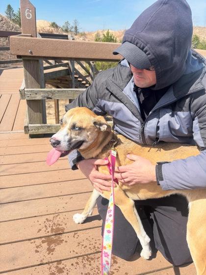 Enlarge Cici, a Adoptable mixed breed in Hobart, IN image 1/3