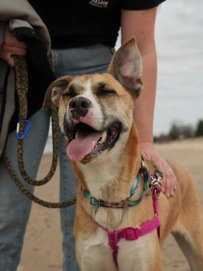 Enlarge Cici, a Adoptable mixed breed in Hobart, IN image 2/3