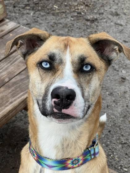 Enlarge Cici, a Adoptable mixed breed in Hobart, IN image 3/3