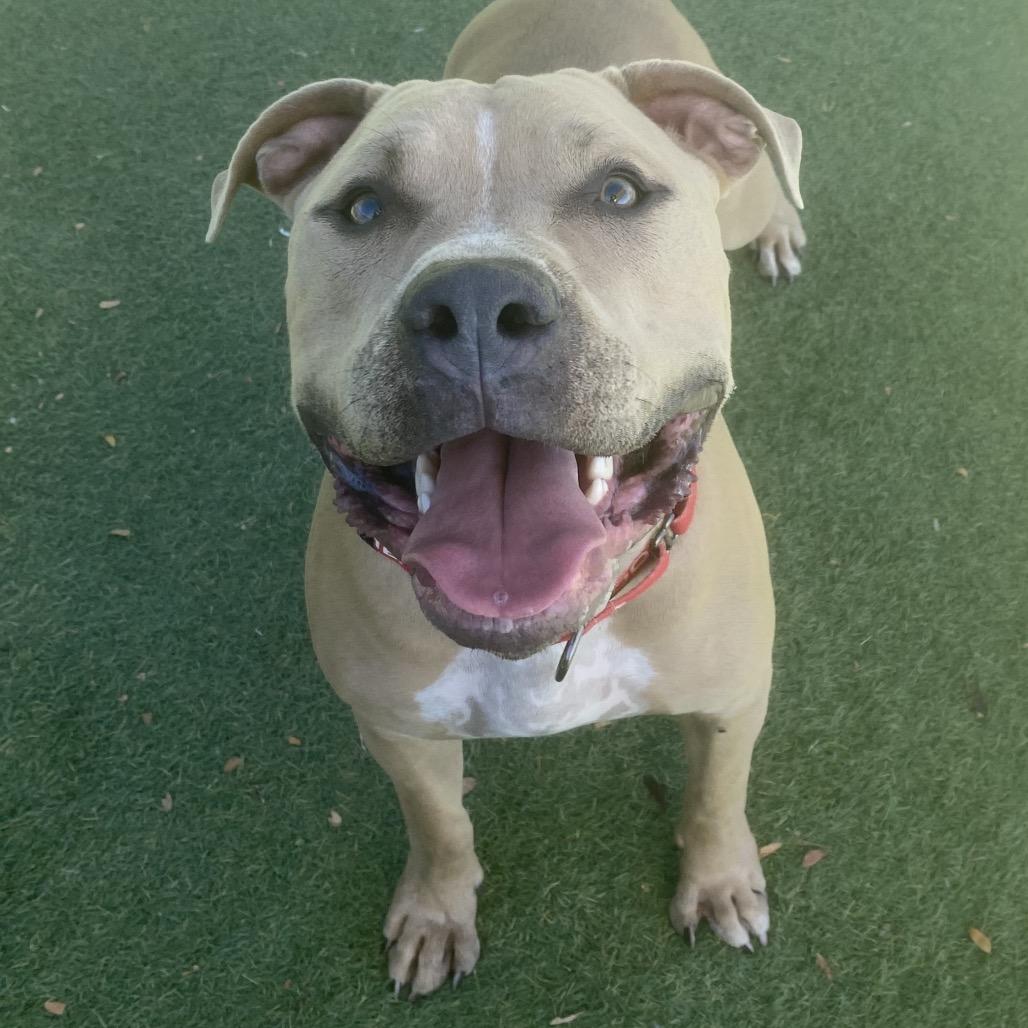 Diesel, Adoptable, Adult Male Pit Bull Terrier.