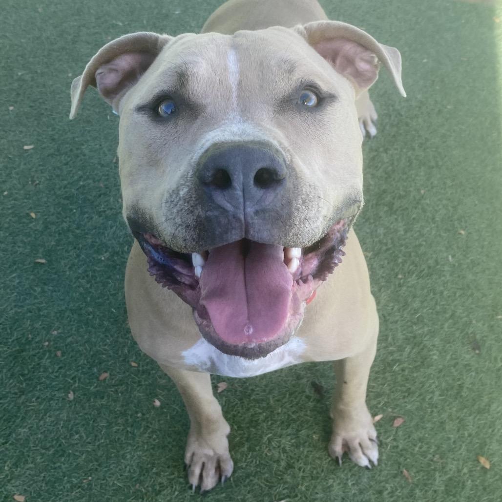 Enlarge Diesel, a Adoptable Pit Bull Terrier in Henderson, NV image 2/6