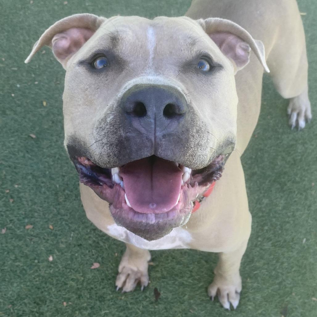Enlarge Diesel, a Adoptable Pit Bull Terrier in Henderson, NV image 3/6